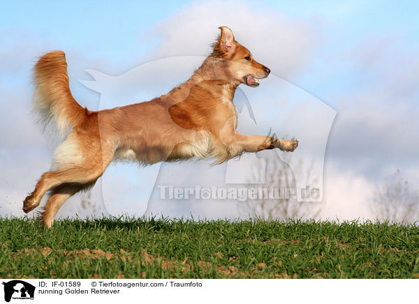 rennender Golden Retriever / running Golden Retriever / IF-01589