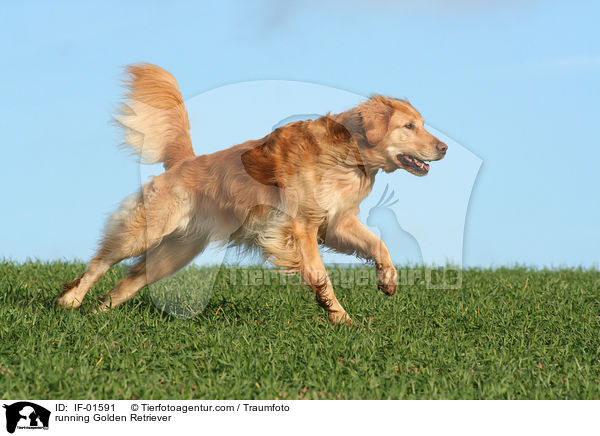 rennender Golden Retriever / running Golden Retriever / IF-01591