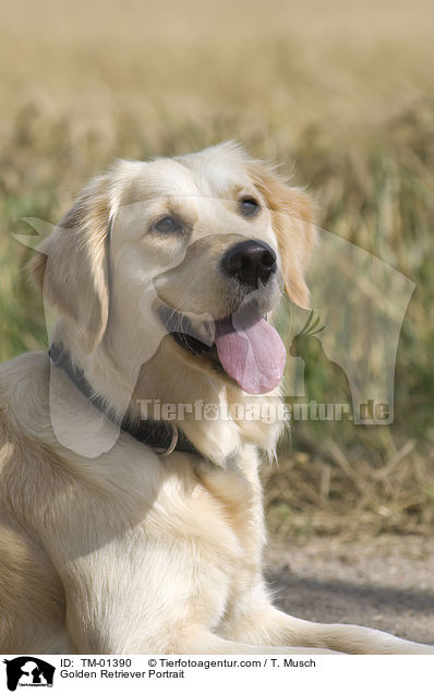 Golden Retriever Portrait / Golden Retriever Portrait / TM-01390