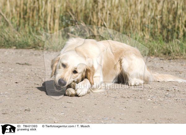 Golden Retriever knabbert an Stock / gnawing stick / TM-01393
