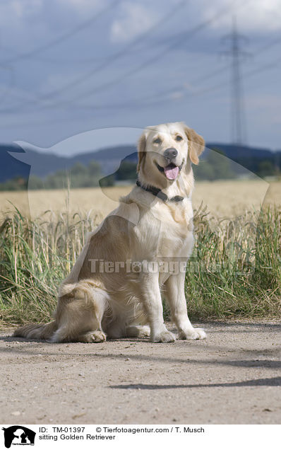 sitzender Golden Retriever / sitting Golden Retriever / TM-01397