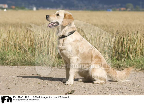 sitzender Golden Retriever / sitting Golden Retriever / TM-01400
