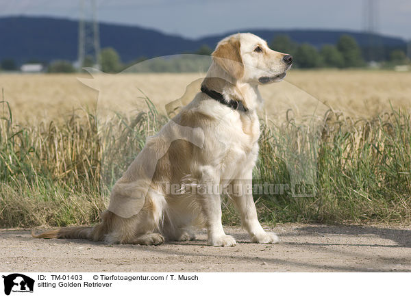 sitzender Golden Retriever / sitting Golden Retriever / TM-01403