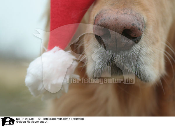 Golden Retriever Schnauze / Golden Retriever snout / IF-01825