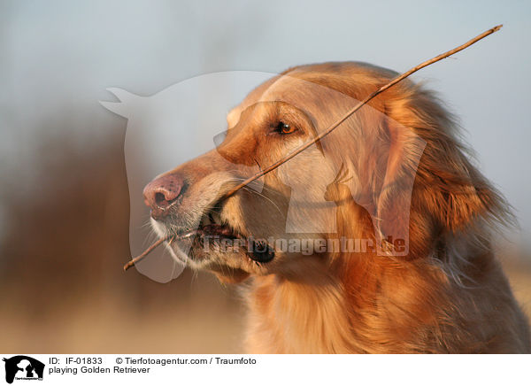 spielender Golden Retriever / playing Golden Retriever / IF-01833