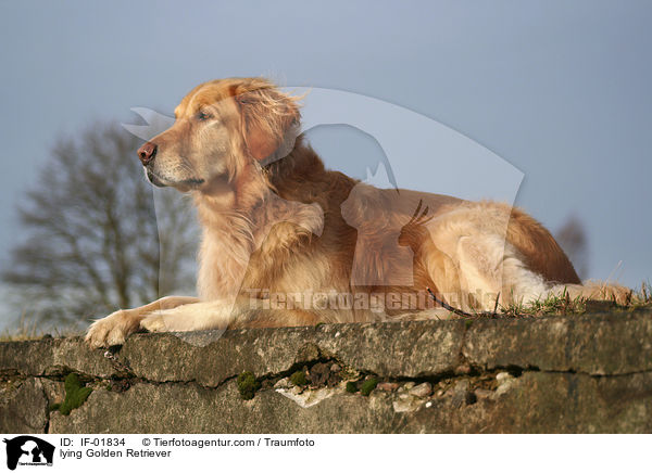 liegender Golden Retriever / lying Golden Retriever / IF-01834