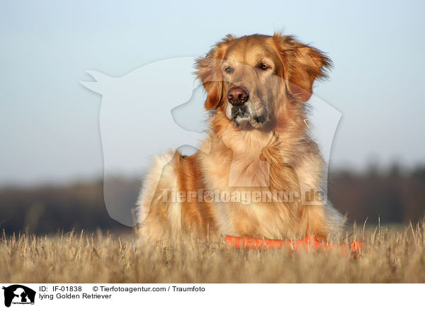 liegender Golden Retriever / lying Golden Retriever / IF-01838