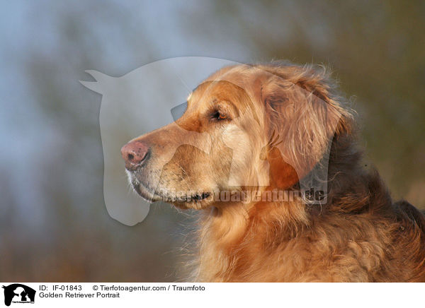 Golden Retriever Portrait / Golden Retriever Portrait / IF-01843