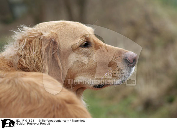 Golden Retriever Portrait / Golden Retriever Portrait / IF-01851