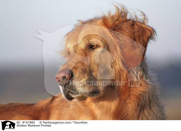 Golden Retriever Portrait / Golden Retriever Portrait / IF-01864