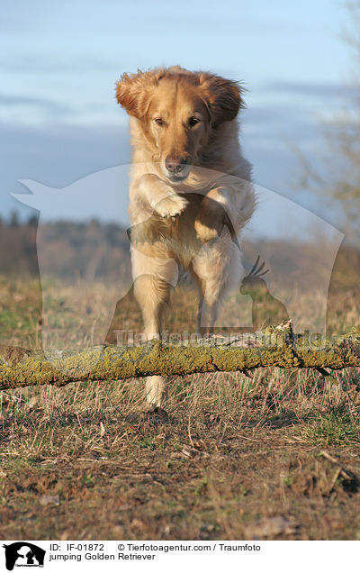 springender Golden Retriever / jumping Golden Retriever / IF-01872