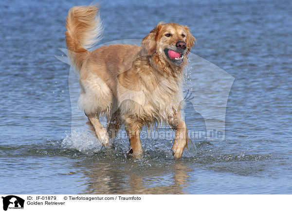 Golden Retriever im Wasser / Golden Retriever / IF-01879
