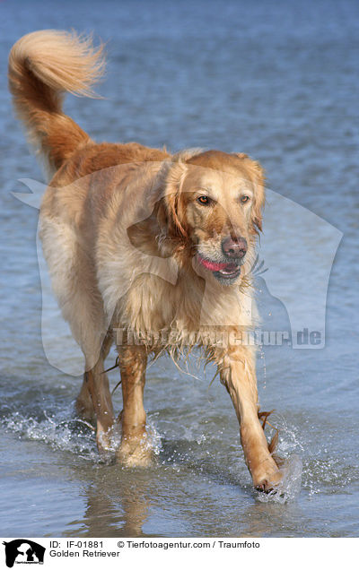 Golden Retriever im Wasser / Golden Retriever / IF-01881