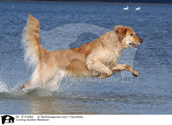 rennender Golden Retriever / running Golden Retriever / IF-01882