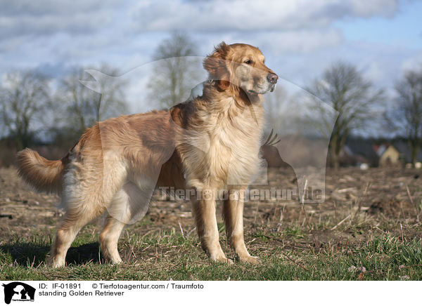 stehender Golden Retriever / standing Golden Retriever / IF-01891