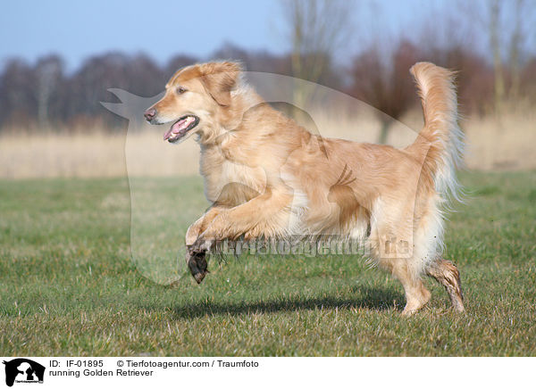 rennender Golden Retriever / running Golden Retriever / IF-01895