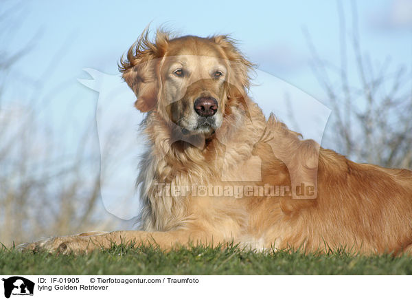 liegender Golden Retriever / lying Golden Retriever / IF-01905