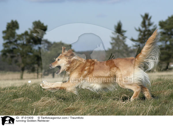 rennender Golden Retriever / running Golden Retriever / IF-01909