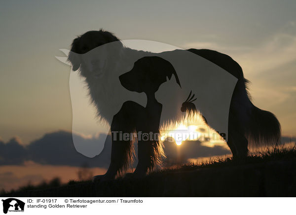 stehender Golden Retriever / standing Golden Retriever / IF-01917