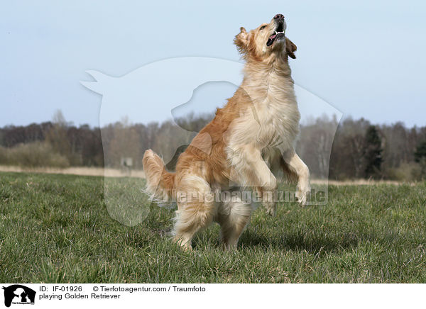 spielender Golden Retriever / playing Golden Retriever / IF-01926