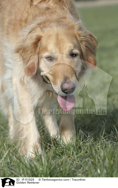 Golden Retriever / Golden Retriever / IF-01928