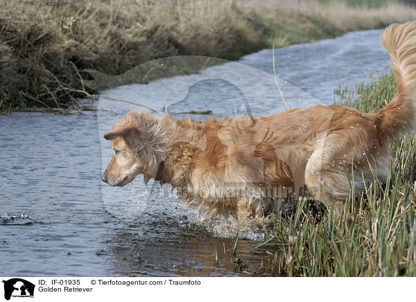 Golden Retriever / Golden Retriever / IF-01935