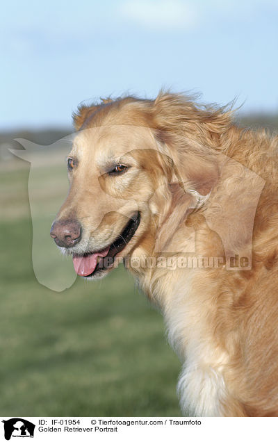 Golden Retriever Portrait / Golden Retriever Portrait / IF-01954