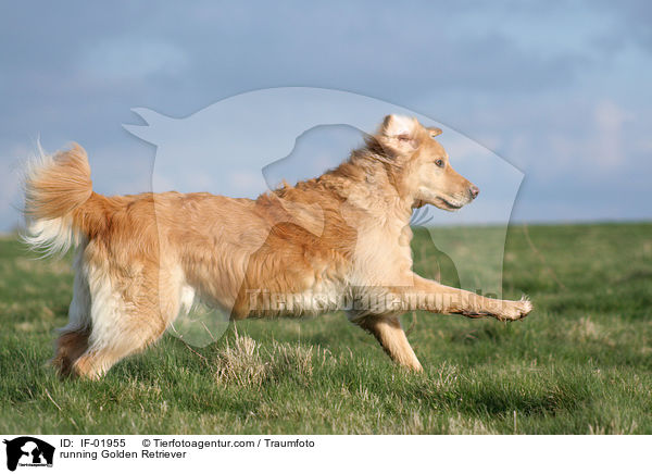 rennender Golden Retriever / running Golden Retriever / IF-01955