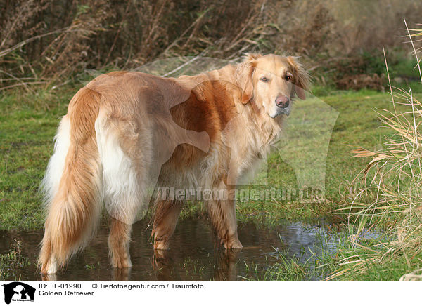 Golden Retriever / Golden Retriever / IF-01990