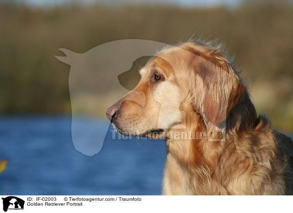 Golden Retriever Portrait / Golden Retriever Portrait / IF-02003