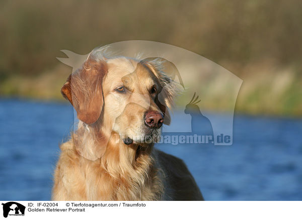 Golden Retriever Portrait / Golden Retriever Portrait / IF-02004