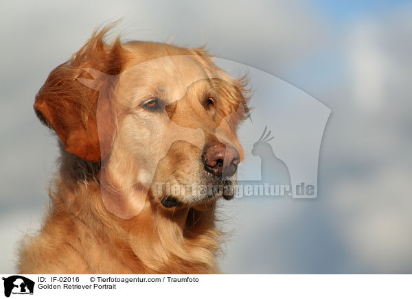 Golden Retriever Portrait / Golden Retriever Portrait / IF-02016