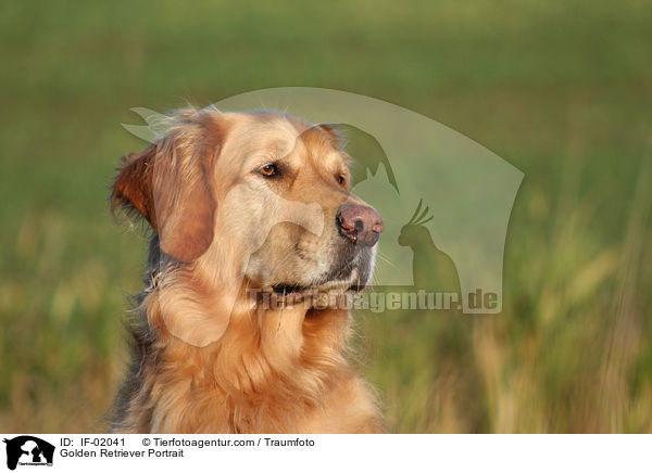 Golden Retriever Portrait / Golden Retriever Portrait / IF-02041