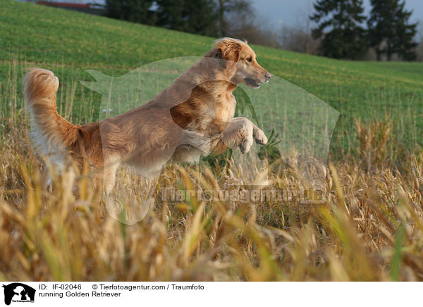 rennender Golden Retriever / running Golden Retriever / IF-02046