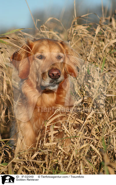 Golden Retriever / Golden Retriever / IF-02049