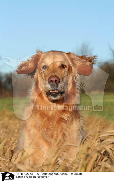 bellender Golden Retriever / barking Golden Retriever / IF-02055