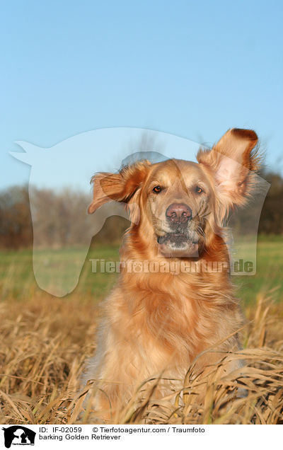 bellender Golden Retriever / barking Golden Retriever / IF-02059