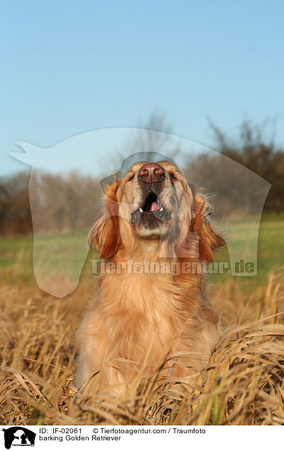 bellender Golden Retriever / barking Golden Retriever / IF-02061