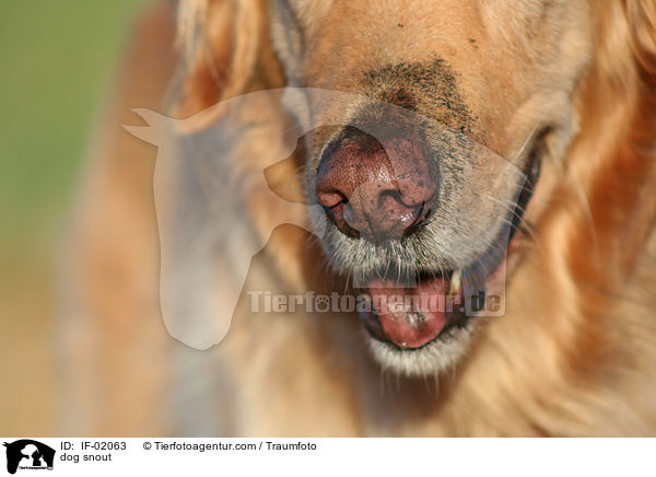 Hundeschnauze / dog snout / IF-02063