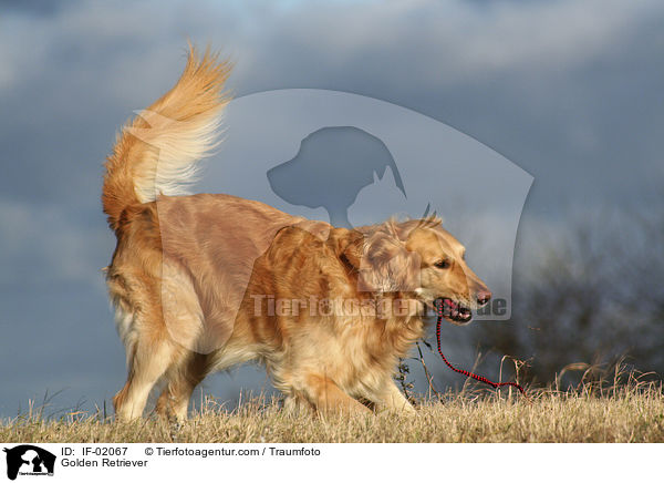 Golden Retriever / Golden Retriever / IF-02067