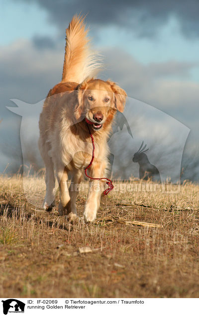 rennender Golden Retriever / running Golden Retriever / IF-02069