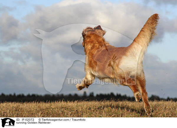 rennender Golden Retriever / running Golden Retriever / IF-02072