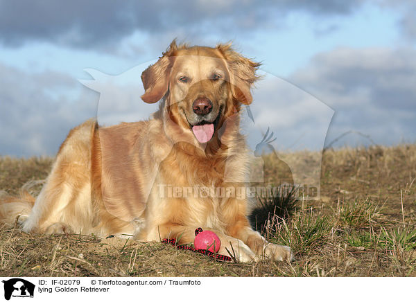 liegender Golden Retriever / lying Golden Retriever / IF-02079