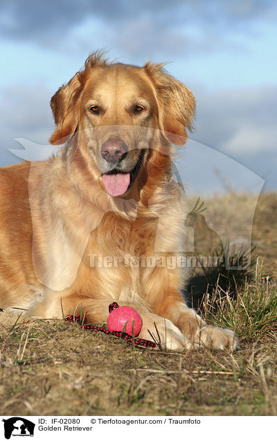 Golden Retriever / Golden Retriever / IF-02080