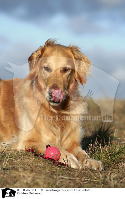 Golden Retriever / Golden Retriever / IF-02081