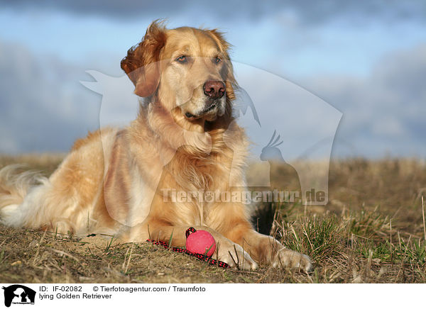 liegender Golden Retriever / lying Golden Retriever / IF-02082