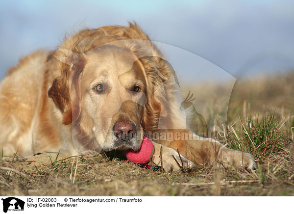 liegender Golden Retriever / lying Golden Retriever / IF-02083