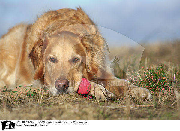 liegender Golden Retriever / lying Golden Retriever / IF-02084