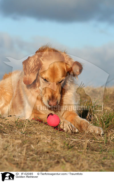 Golden Retriever / Golden Retriever / IF-02085