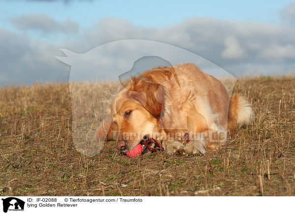 liegender Golden Retriever / lying Golden Retriever / IF-02088